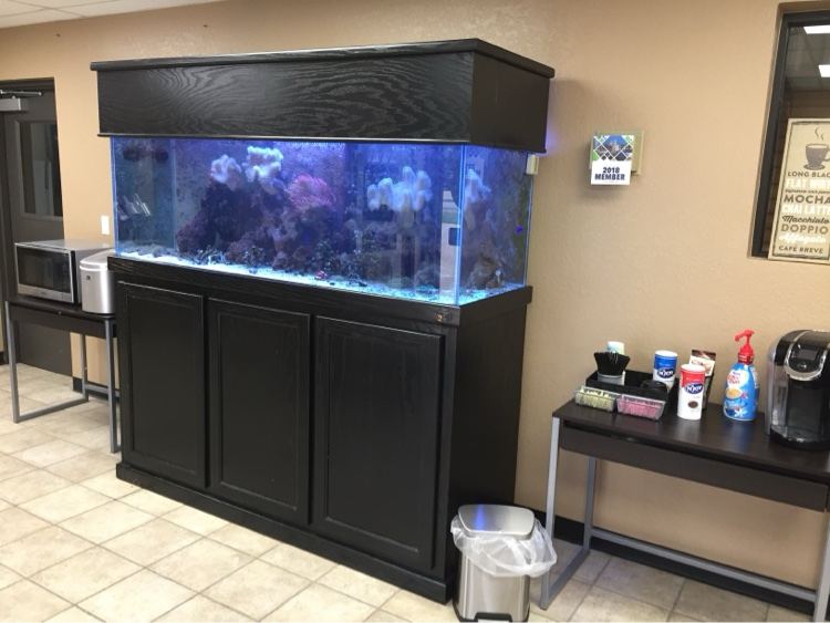 Reef aquarium installed in an office break room