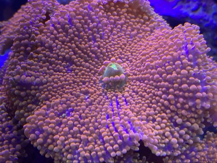 Pink ricordea mushroom coral close-up