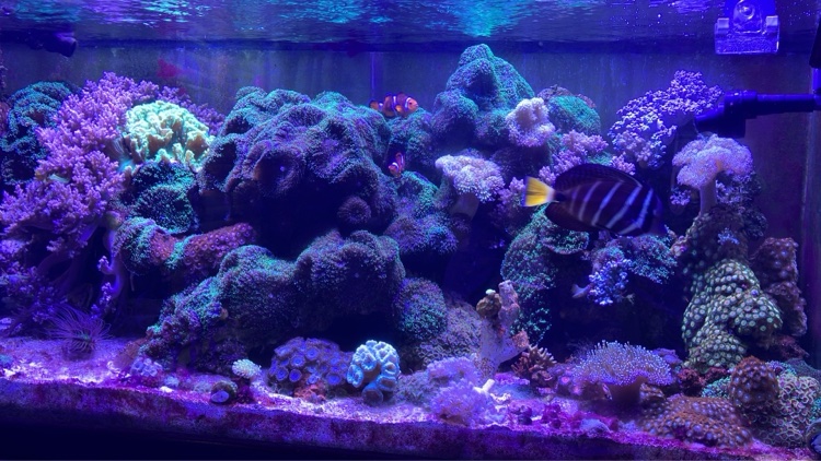Tropical reef aquarium