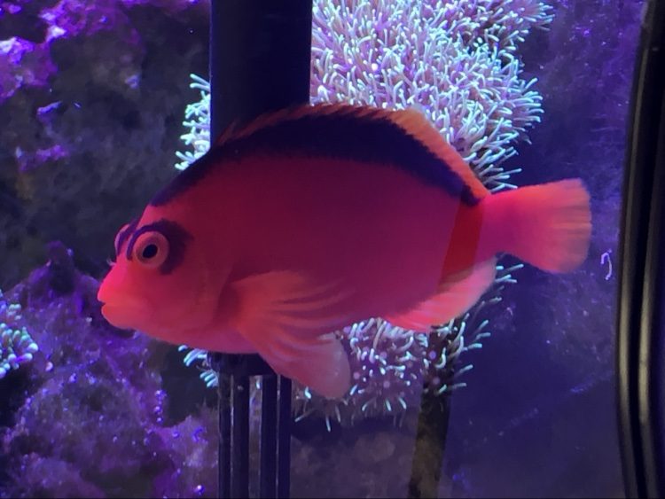 Tomato clownfish in front of a pink anemone in a reef aquarium