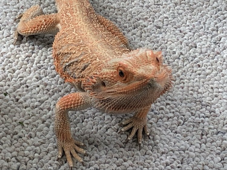 Bearded dragon on the carpet, looking up at the camera