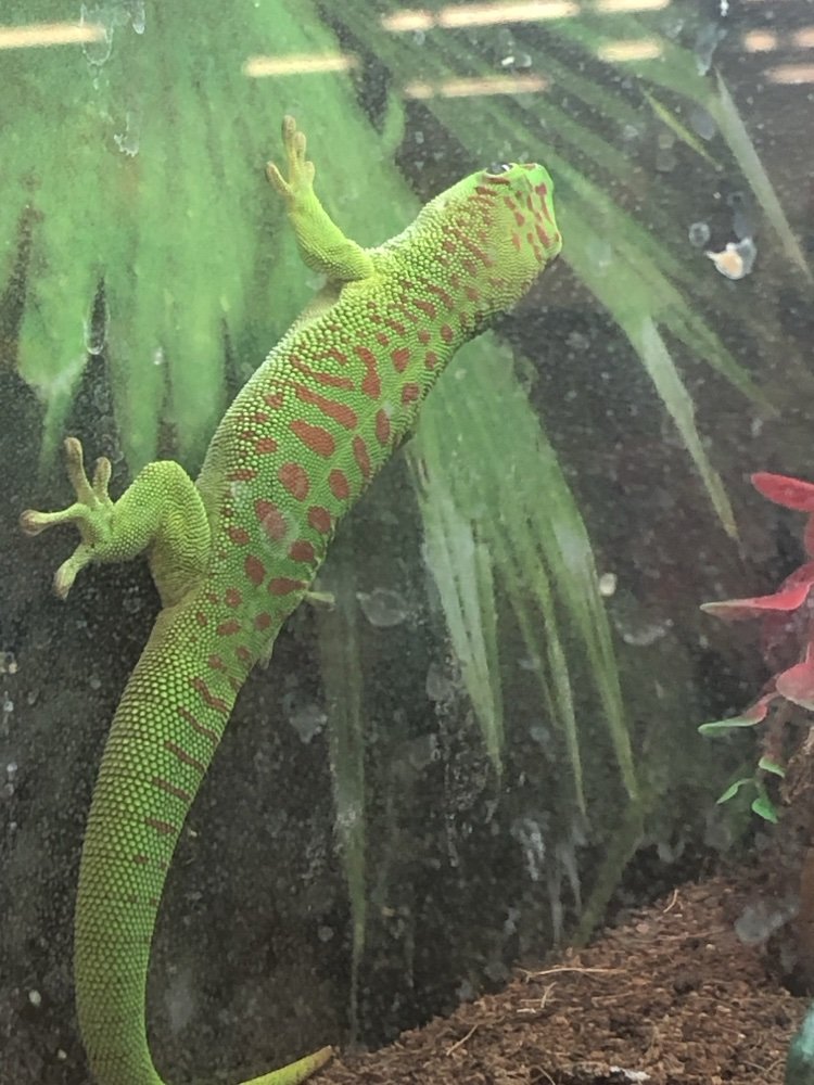 Green day gecko climbing the glass of a planted terrarium