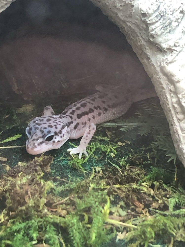 Leopard gecko peeking out of its hide in a mossy terrarium