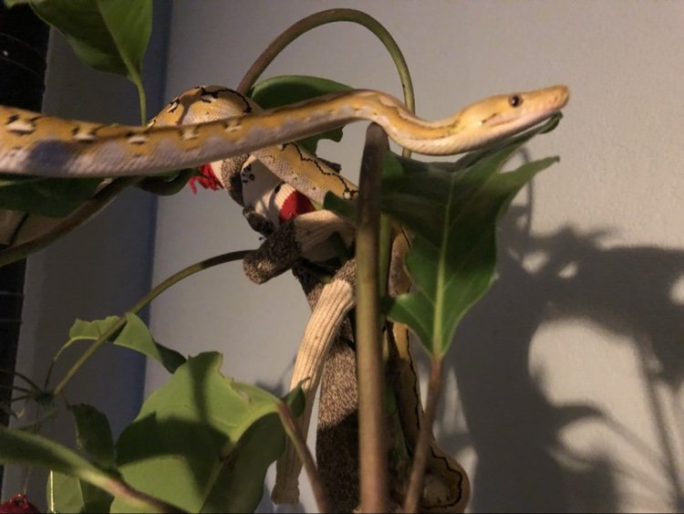Python draped through the branches of a planted terrarium