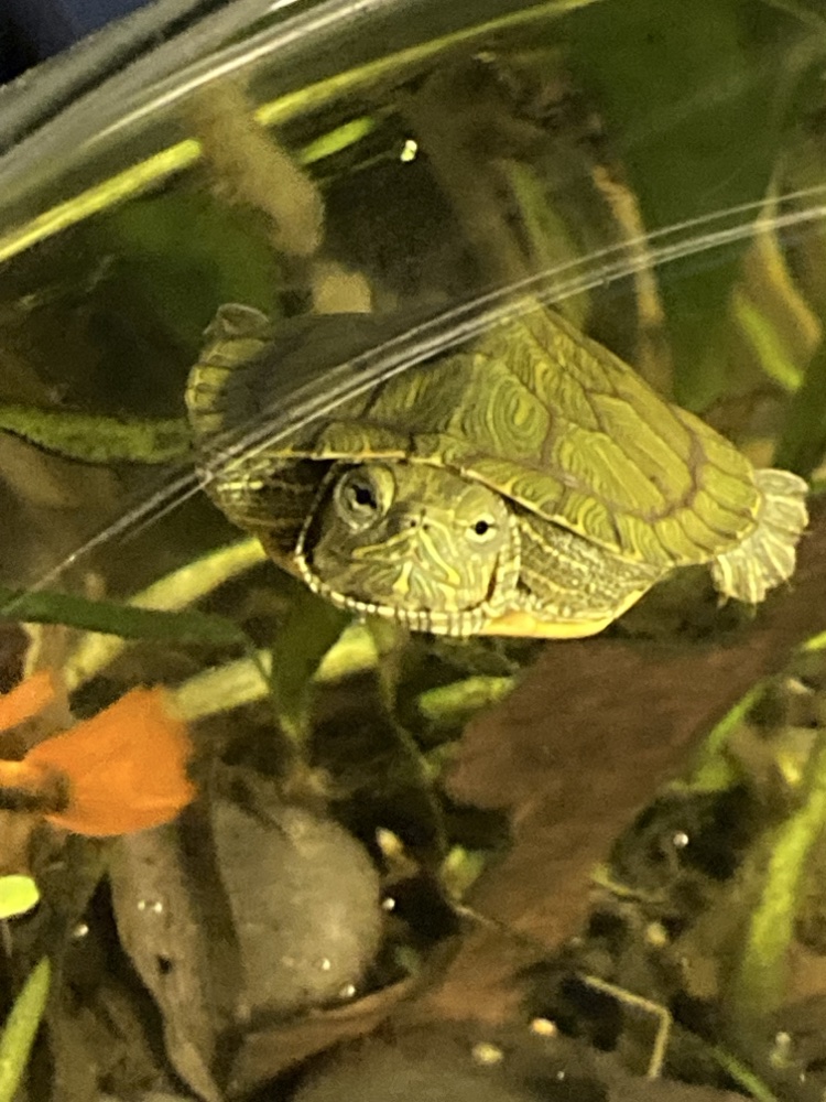 Turtle in a rainforest vivarium